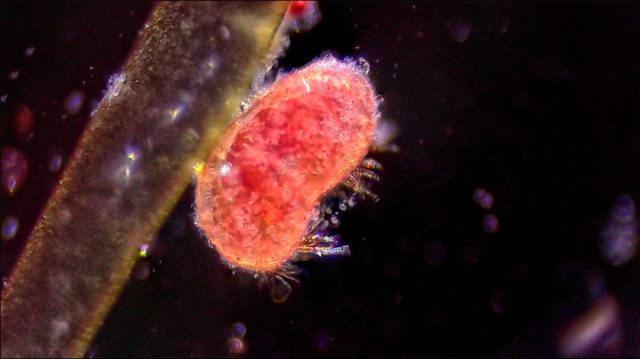 Gli Ostracodi, i minuscoli dominatori del tempo e dello spazio